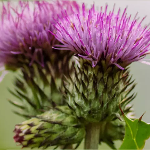Detail-Ansicht von Mariendistel-Blüten