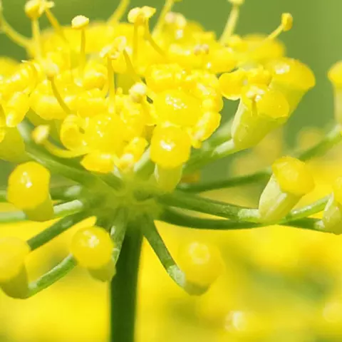 Detail-Ansicht von Fenchel-Blüten