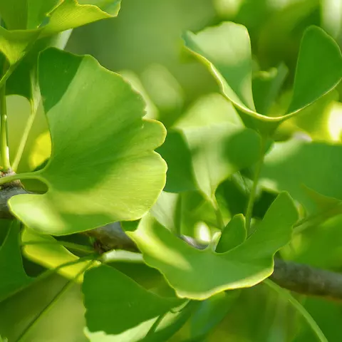 Detail-Ansicht von Ginkgoblättern