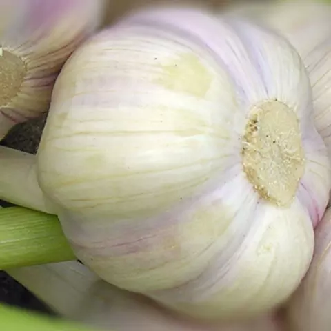 Detail-Ansicht von Knoblauch-Knollen