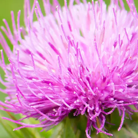 Detail-Ansicht von Silymarin-Blüten