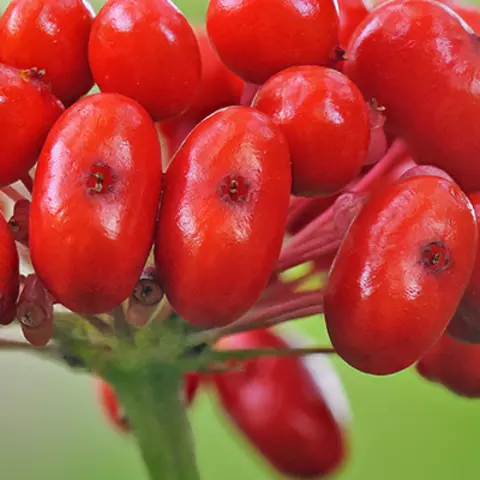 Detail-Ansicht von Ginseng-Früchten