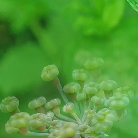 Bildkomposition aus Detailaufnahmen von Kümmelblüten und Pfefferminzblättern