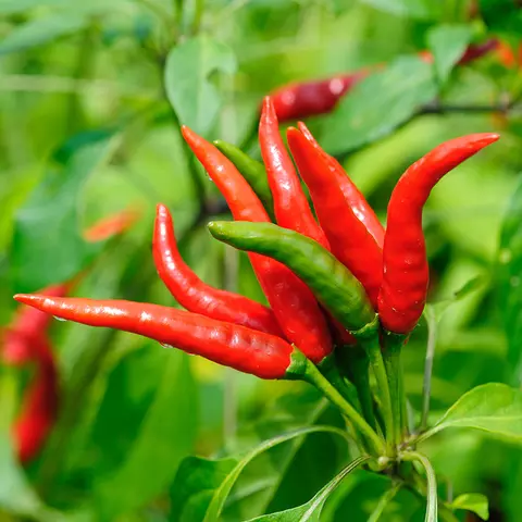 Detail-Ansicht von Capsicum-Schoten