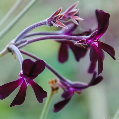 Nahaufnahme von Pelargonium-Blüten