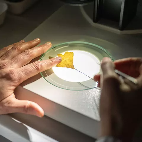 Eine Mitarbeiterin aus der Schwabe Pharmakognosie kontrolliert ein getrocknetes Ginkgo-Blatt unter einem Mikroskop