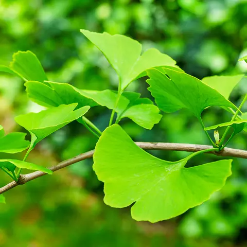 Nahaufnahme von Ginkgo-Blättern