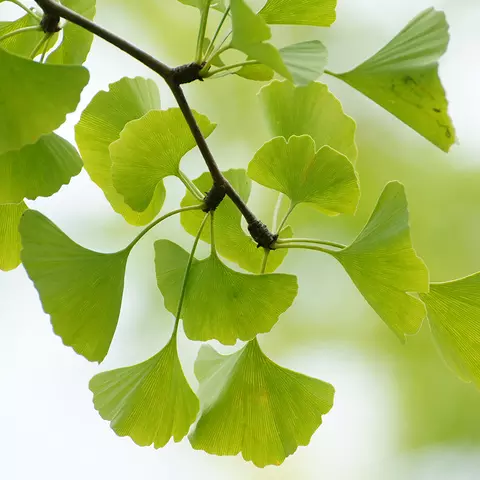 Detail-Ansicht von Ginkgo-Blättern