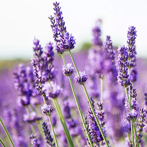 Detail-Ansicht von Lavendel-Blüten