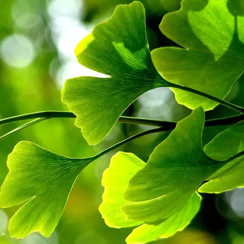 Detail-Ansicht von Ginkgo-Blättern