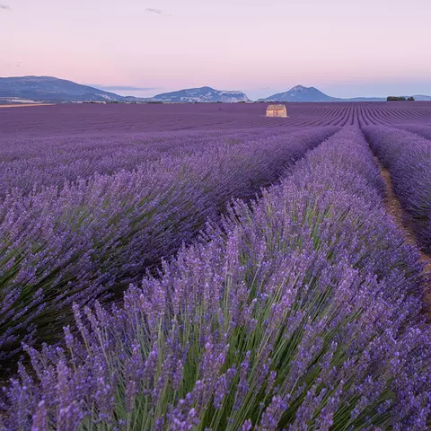 Lavendelfeld in der Provence