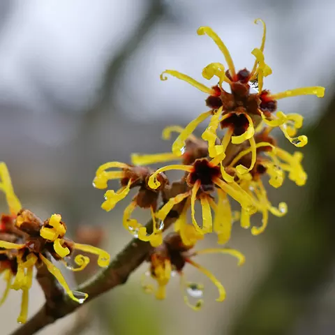 Detail-Ansicht von Hamamelis-Blüten