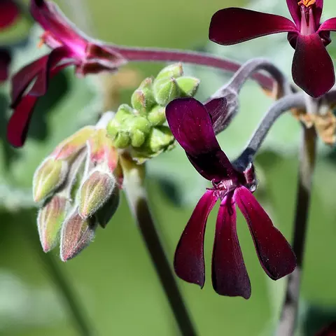 Detail-Ansicht von Pelargonium-Blüten