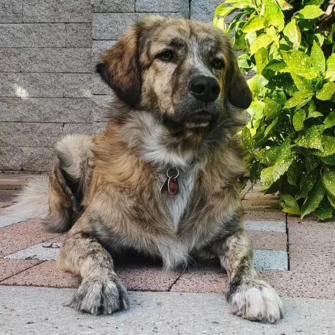 Ein Hund liegt entspannt auf einer Terrasse