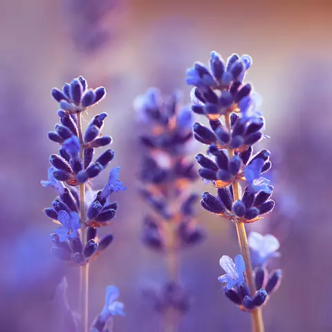 Detail-Ansicht von Lavendel-Blüten