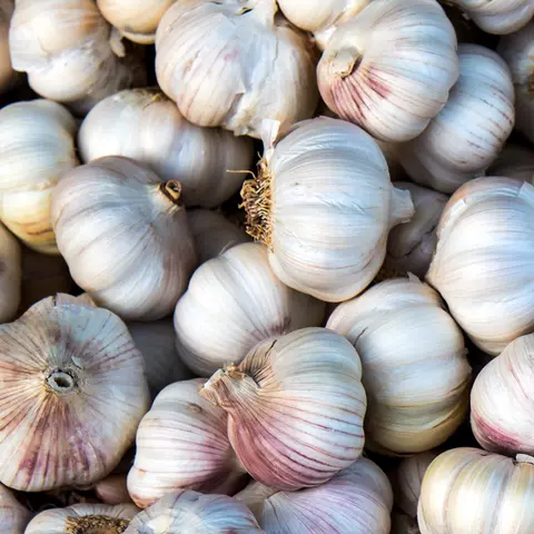 Detail-Ansicht von Knoblauch-Knollen
