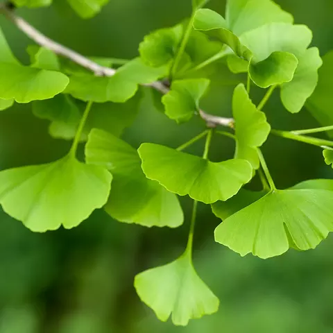 Detail-Ansicht von Ginkgo-Blättern