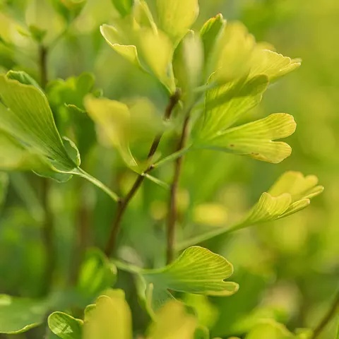 Detail-Ansicht von Ginkgo-Blättern