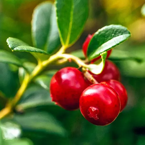 Detail-Ansicht von einem Cranberry-Strauch