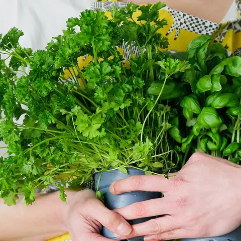 Eine Frau hält einen großen Strauß frischer Kräuter im Arm