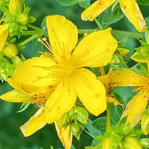 Detail-Ansicht von Johanniskraut-Blüten