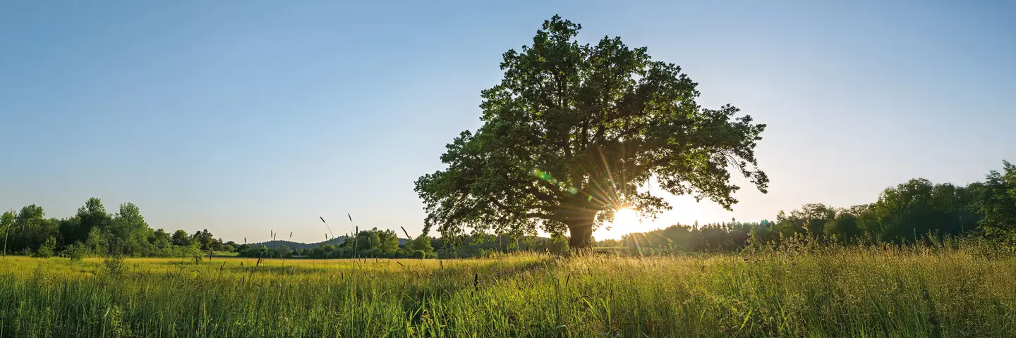 Baum bei Sonnenaufgang