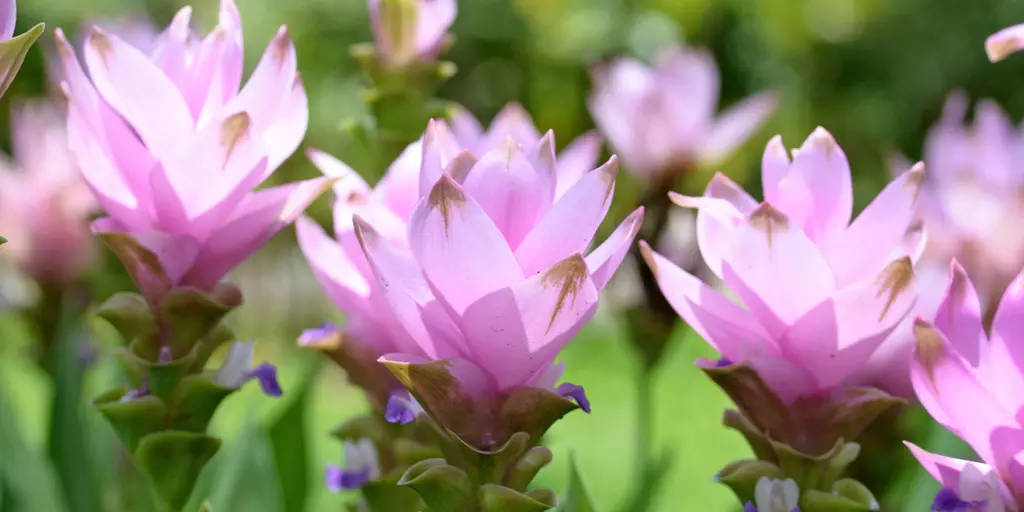Detailaufnahme von Curcuma-Blüten
