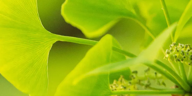 Detail-Ansicht von Ginkgoblättern