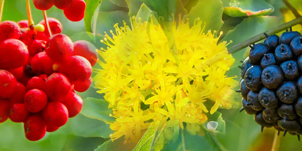 Detail-Ansicht von Blüten oder Früchten mehrerer Heilpflanzen