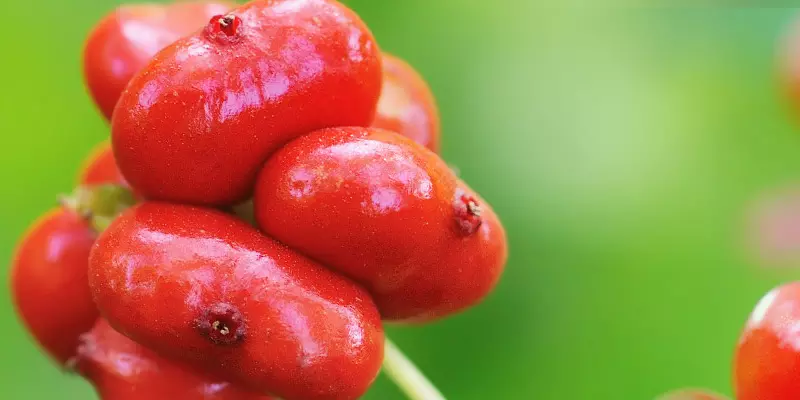 Detail-Ansicht von Ginseng-Früchten