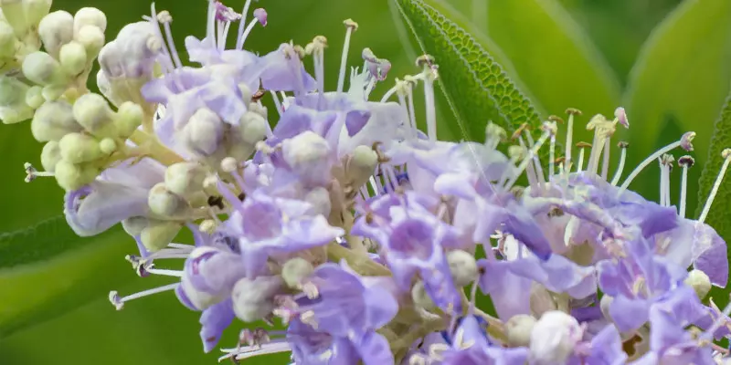 Detail-Ansicht von Mönchspfeffer-Blüten