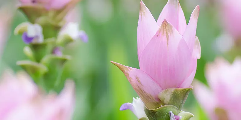 Detail-Ansicht von Curcuma-Blüten