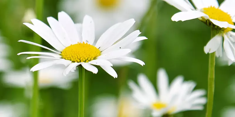 Detail-Ansicht von Kamillenblüten