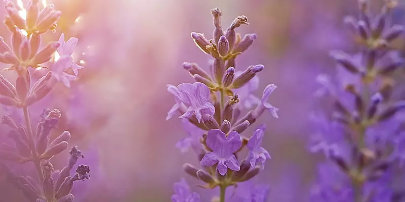 Detail-Ansicht von Lavendel-Blüten