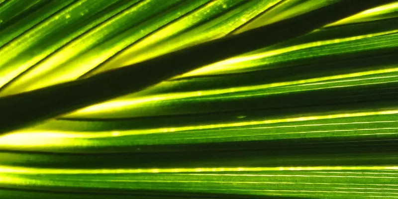 Detail-Ansicht eines Sabal-Blattes