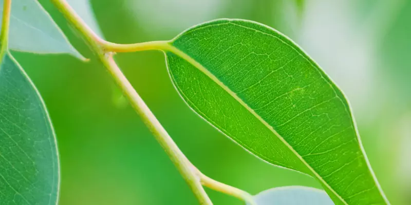 Detail-Ansicht von Eucalyptus-Blättern