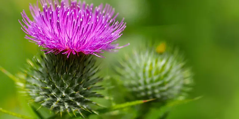 Detail-Ansicht einer Mariendistel-Blüte