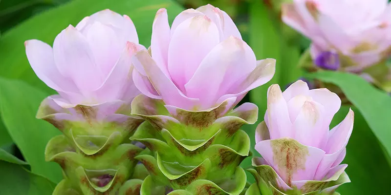 Detail-Ansicht von Curcuma-Blüten