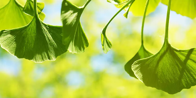 Detail-Ansicht von Ginkgoblättern
