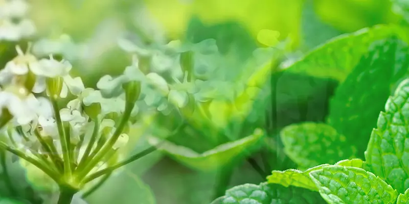 Bildkomposition aus Detailaufnahmen von Kümmelblüten und Pfefferminzblättern