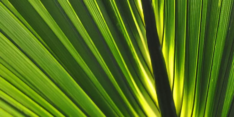 Detail-Ansicht eines Sabal-Blattes