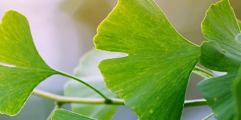 Detail-Ansicht von Ginkgoblättern