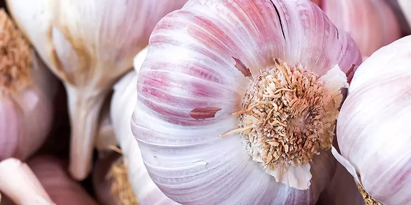 Detail-Ansicht von Knoblauch-Knollen