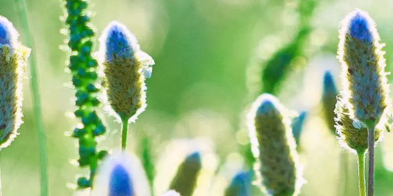 Detail-Ansicht von Psyllium-Blüten
