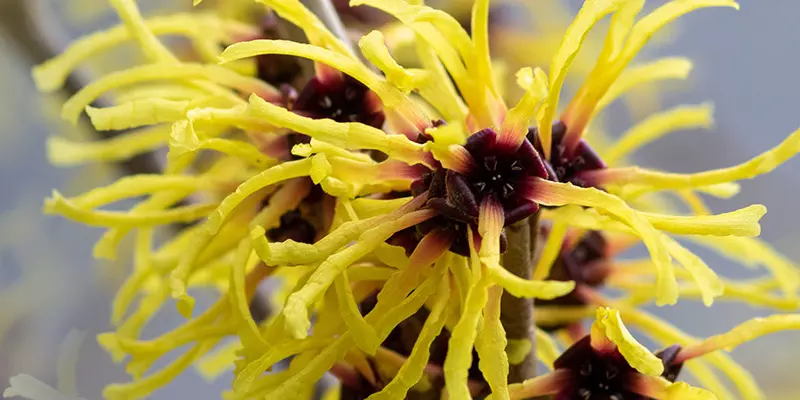 Detail-Ansicht von Hamamelis-Blüten
