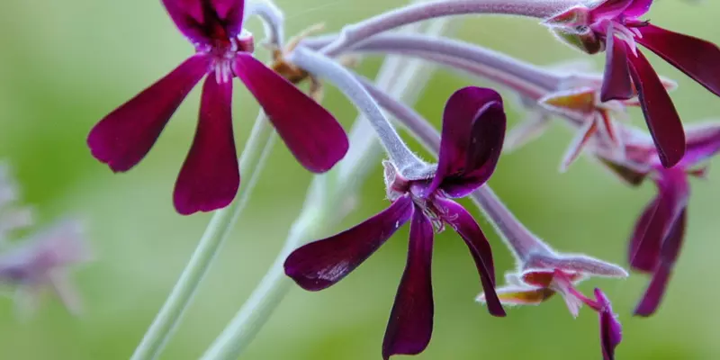 Detail-Ansicht von Pellargonium-Blüten