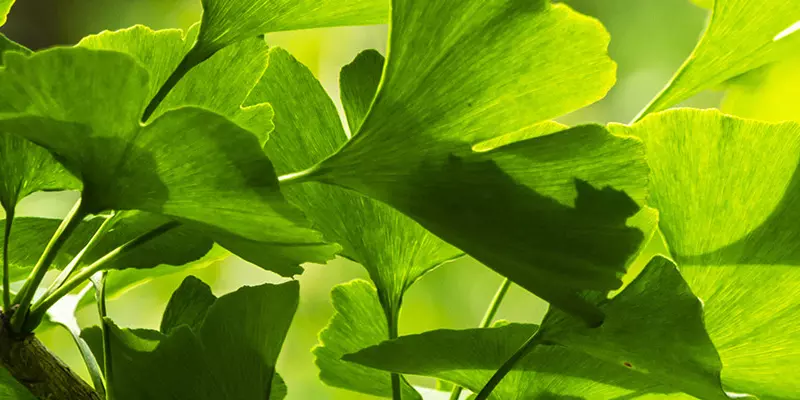 Detail-Ansicht von Ginkgoblättern