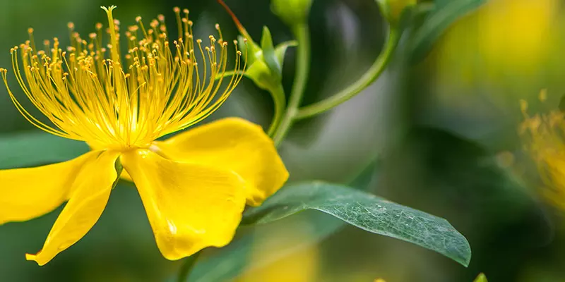 Detail-Ansicht von Johanniskraut-Blüten