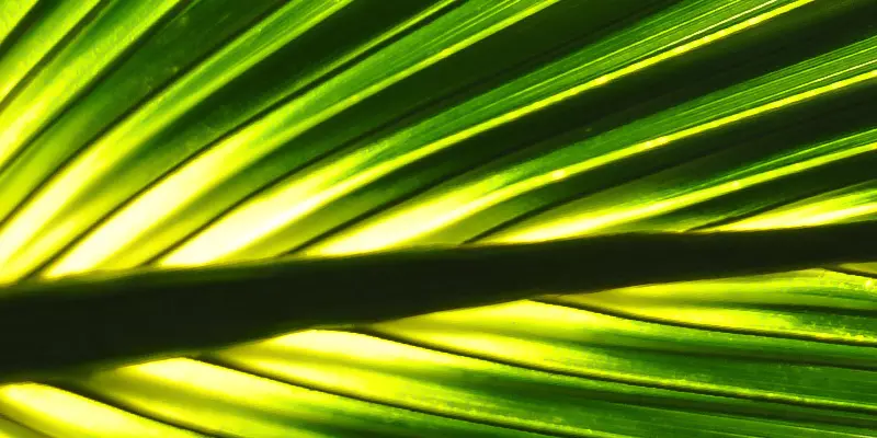 Detail-Ansicht eines Sabal- Blattes