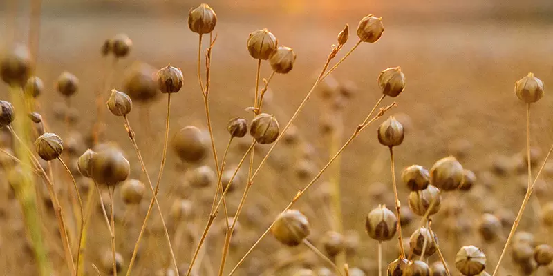 Detail-Ansicht von einem Leinsamen-Feld